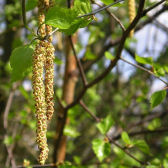 Gemeine Hasel (Corylus avellana); Photo by Maja Dumat - flickr.com; http://www.flickr.com/photos/47439717@N05/4358351729