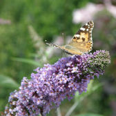 Sommerflieder (Buddleja); photo by lilli2de; http://www.flickr.com/photos/37621034@N02/6018339945