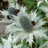 Distel mit Hummeln; photo by Claudia Feldhaus