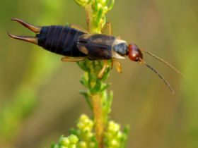 Ohrwurm; © istock/artist_as