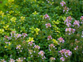 Thymian; © fotolia.com/gudrun Thymian; © fotolia.com/gudrun