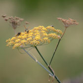 Fenchelblte;   fotoroland - Fotolia.com