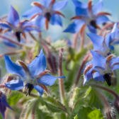 Borretschblten;   istock/Mantonature