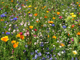 Blumenwiese auf Magerrasen    istock/ChiCasting