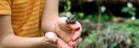 Frosch in Kinderhand; Jupiterimages