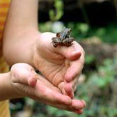 Frosch in Kinderhand; ©Jupiterimages