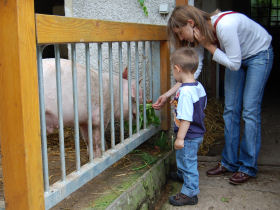 Schwein wird gefttert;  Ilka Mehlis