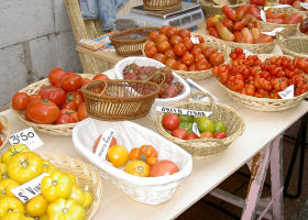 Tomatenvielfalt;  Cornelia Ptach / Schulen ans Netz e. V. (BIBER)