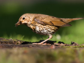 Singdrossel,  arokhy - Fotolia.com