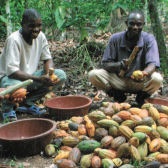 Aufschlagen der Kakaoschote;  GEPA The Fair Trade Company / A. Welsing