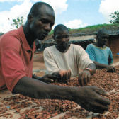 Kakaobohnen trocknen in der Sonne;  GEPA The Fair Trade Company / A. Welsing