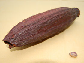 getrocknete Kakaoschote mit Bohne;  Ilka Mehlis