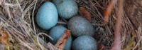 Eier im Nest; © (BIBER) Schulen ans Netz