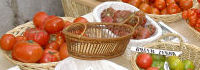 Tomatenvielfalt; © Cornelia Ptach / Schulen ans Netz e. V. (BIBER)
