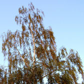 Birke; © Ilka Mehlis