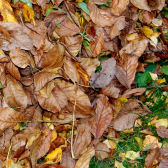 Herbstlaub; © Ilka Mehlis
