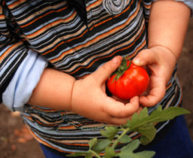 Kind mit Tomate; (c) Belodarova/istock