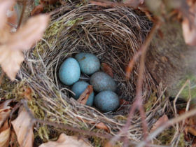 Nest mit Eiern,  Esel Klugohr - Fotolia.com