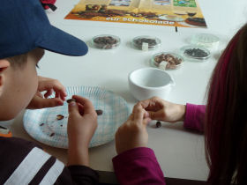Kinder schlen Kakaobohnen;   Schulen ans Netz e. V. (BIBER)