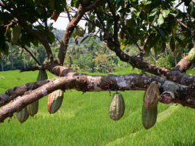 Kakaobaum;  Frank Eckgold - Fotolia.com