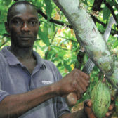 Ernten mit der Machete;  GEPA The Fair Trade Company / A. Welsing